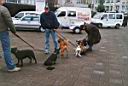 13 - D�ren Hunde spielen - sml web.jpg
