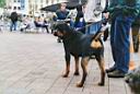16 - D�ren Rotti II - sml web.jpg